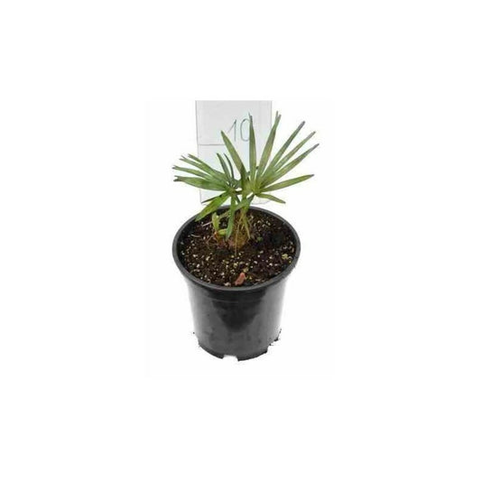 Chamaerops Humilis Var. Cerifera (palmier Doum Bleu) Spécimen- Pot De 180l 175/200cm