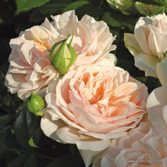 Rosier Kordes - Rosa 'garden Of Roses'®
