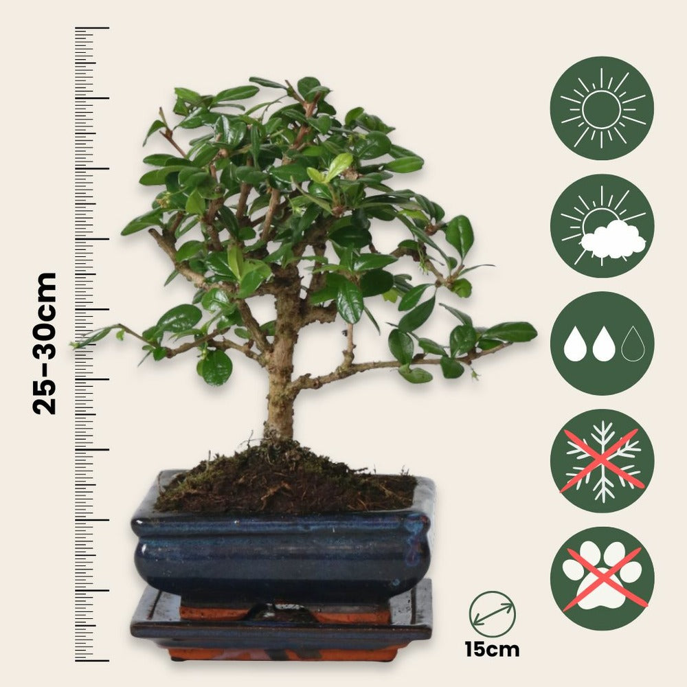 Bonsaï - Carmona Microphylla - Hauteur 25-30cm - ⌀15cm