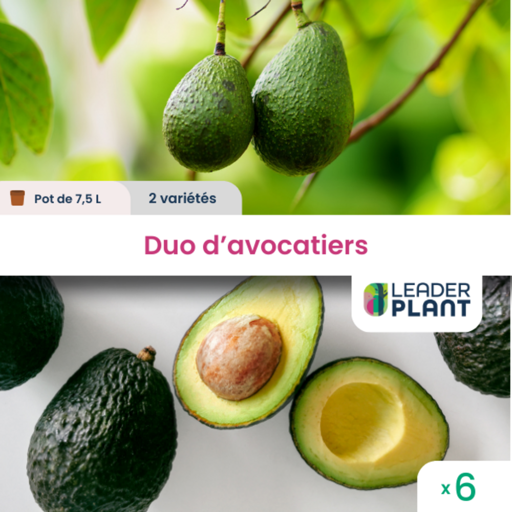 Duo Avocatiers - 2 Variétés - Lots De 6 Pots De 7,5 L