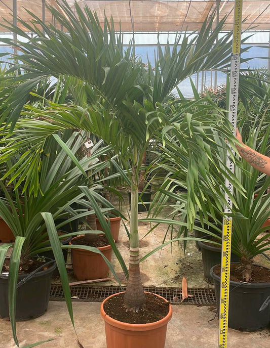 Adonidia Merrillii (veitchia Merrillii- Palmier De Manille) Spécimen Pot De 55l Plusieurs Troncs 225/250cm