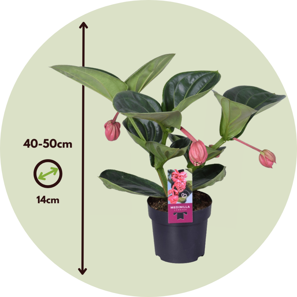 Medinille Magnifique - Medinilla Magnifica - Hauteur 40-50cm - ⌀14cm
