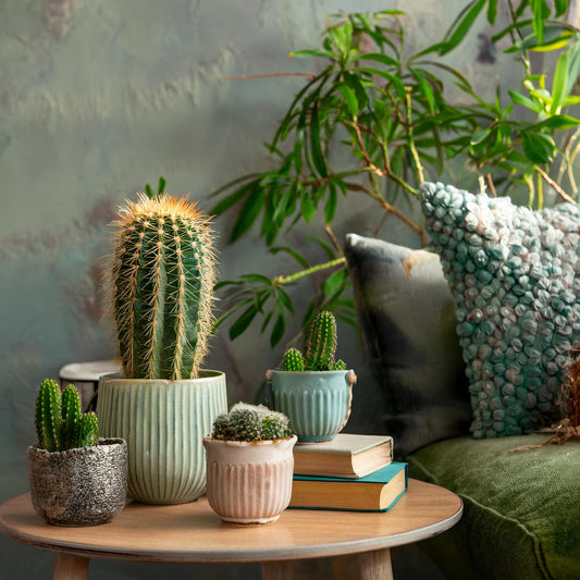 Mélange De Mini Cactus - Set De 12 - Cactus - Hauteur 5-10cm - ⌀5,5cm