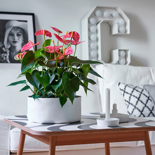 Langue De Feu - Anthurium 'maine Pink' - Hauteur 55-70cm - ø17cm