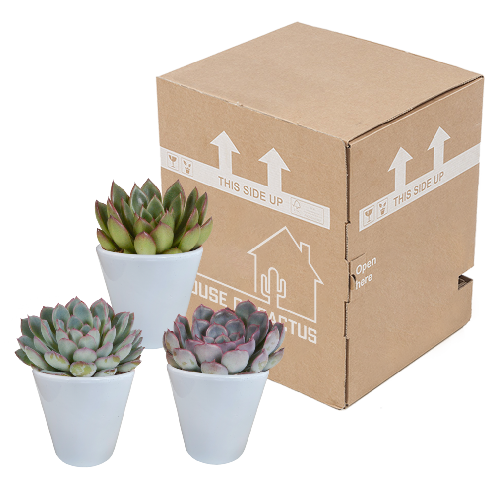 Trio D'echeveria Et Leurs Caches-pots Blancs H15cm