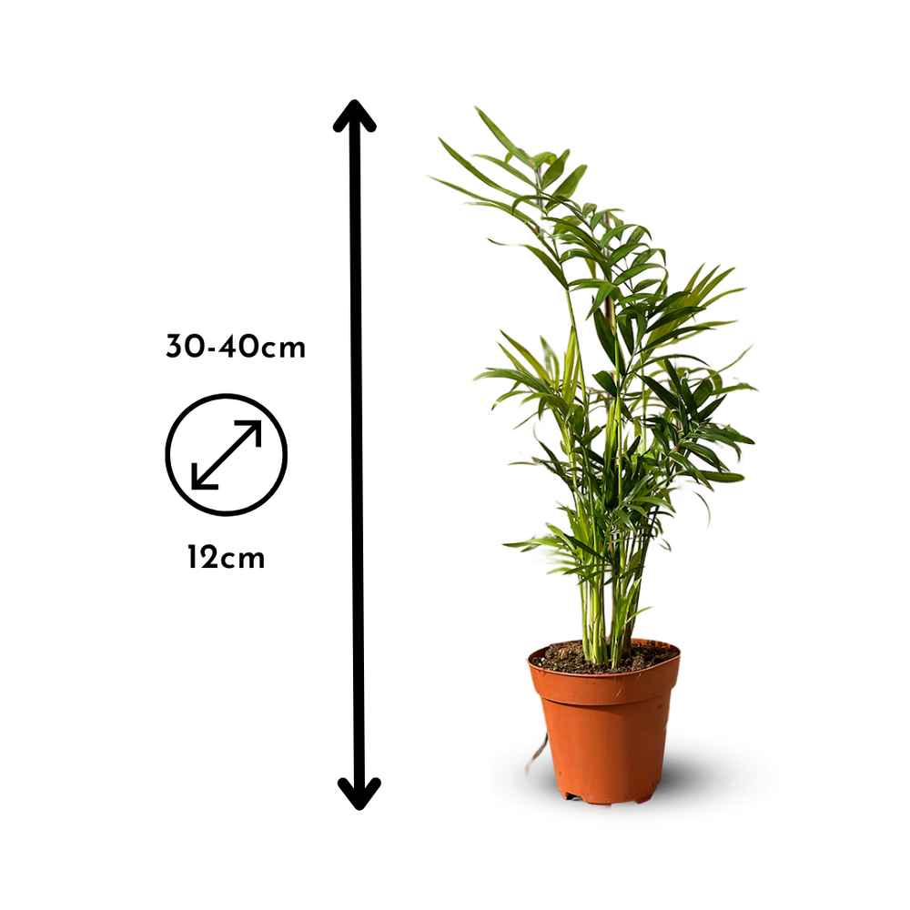 5x Mélange De Plantes D'intérieur - ↕ 30-40 Cm - ⌀ 12 Cm - Lot De 5 - Purificateur D'air