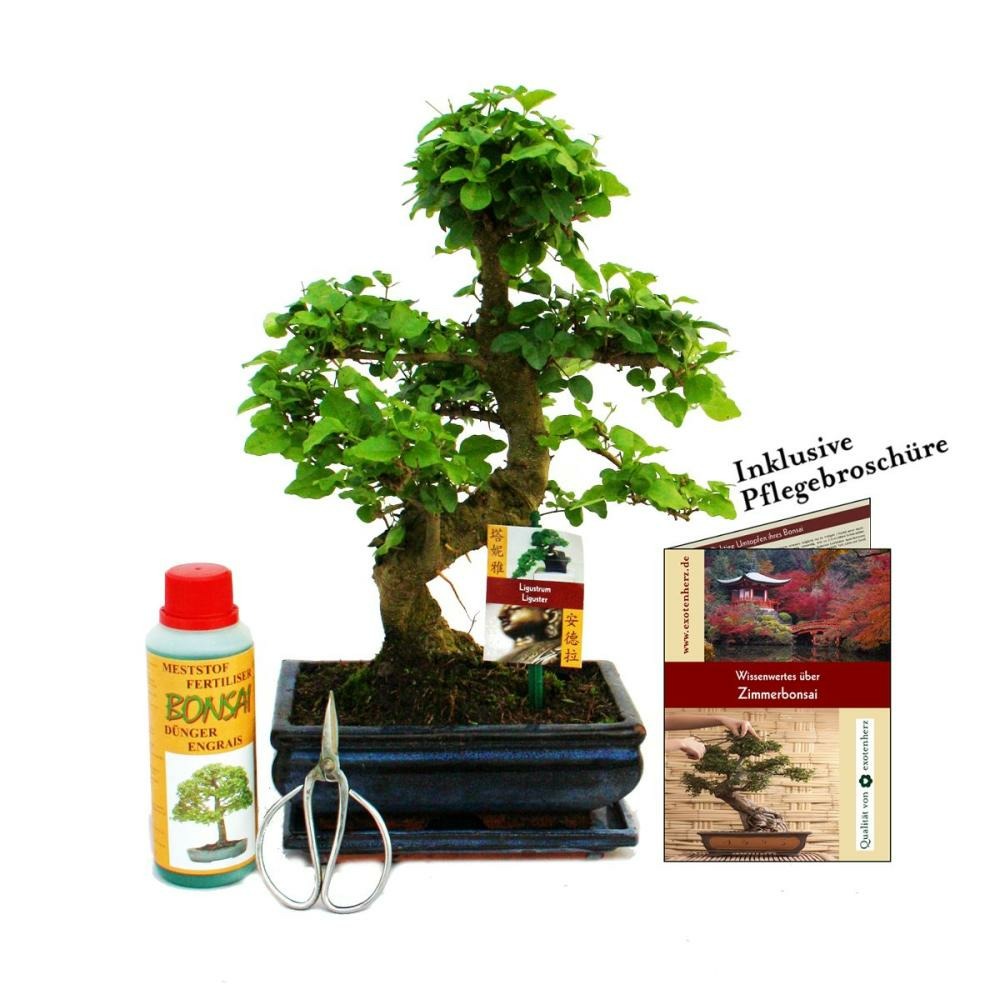 Coffret Bonsaï Bonsaï "ligustrum" - Troène De Chine - Ca. 8 Ans - Set Débutant