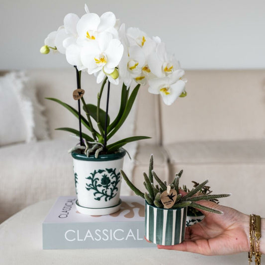 Kolibri Orchids Set D'orchidées Blanches Amabilis En Pot Malaga Et Succulentes En Pot Painted Stripe Vert