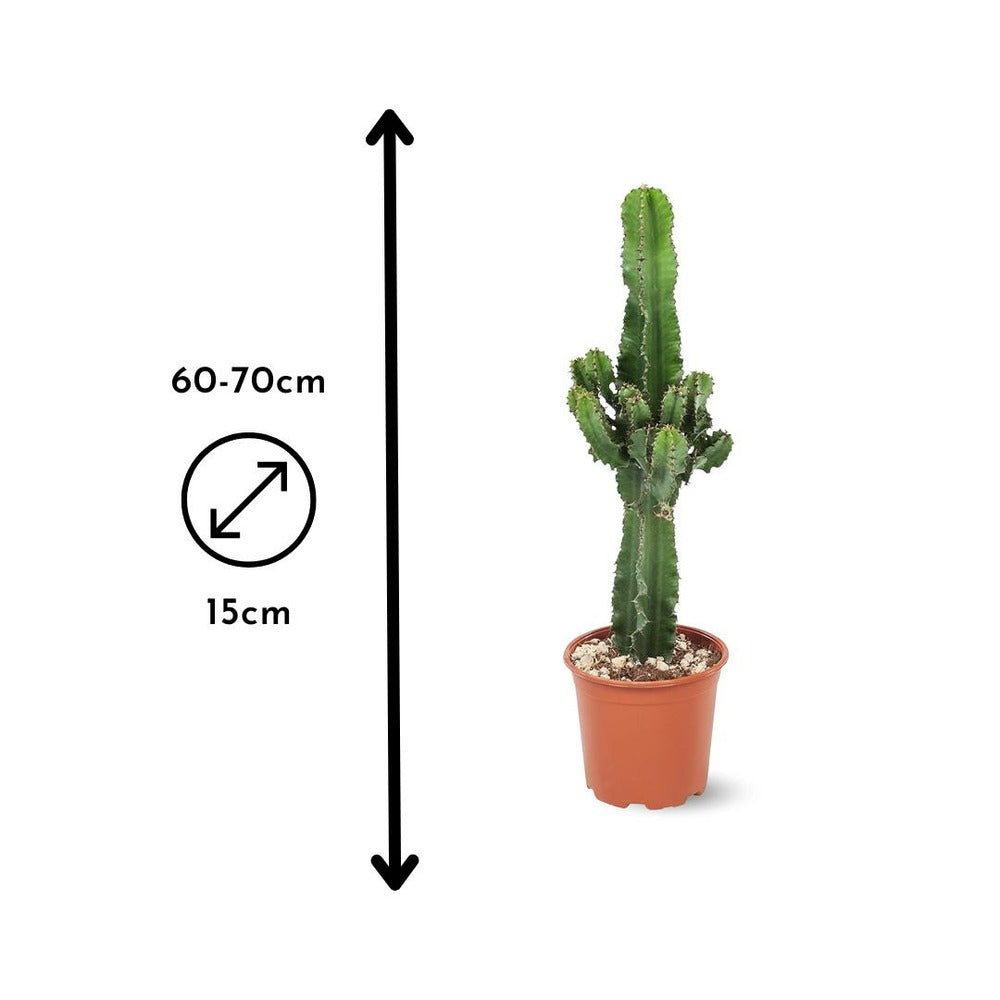Euphorbe Eritrea - Cowboy Cactus - ↕ 60-70 Cm - ⌀ 15 Cm - Cactus Et Plantes Grasses