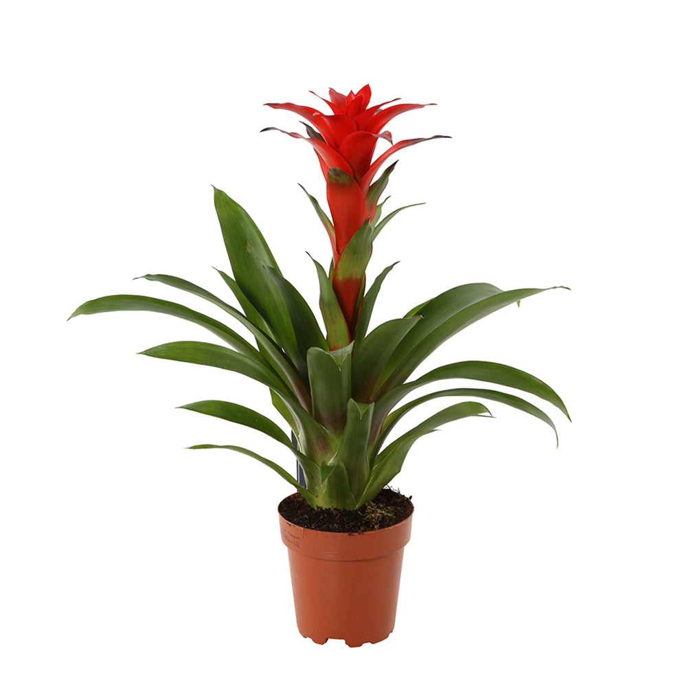 Bromeliacées, Pot D12cm
