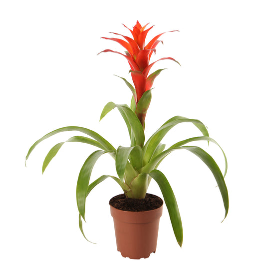 Bromeliacées, Pot D12cm
