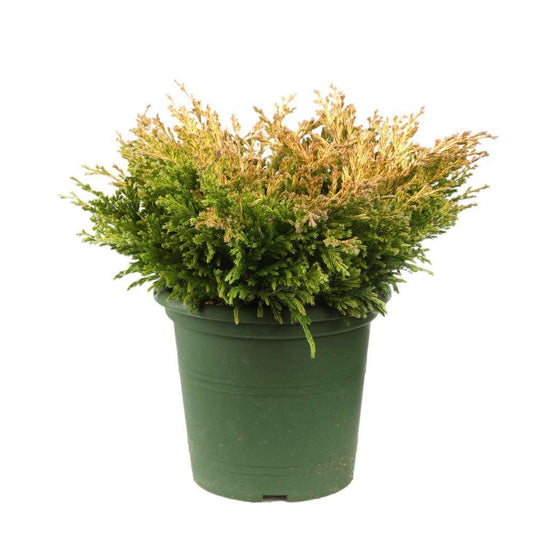 Juniperus Horizontalis Varié Pot D2,5cm