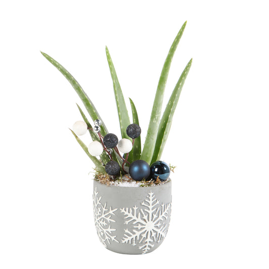 Aloe Vera, Décors Thème Montagne : Pot D.11 Cm - H.35 Cm