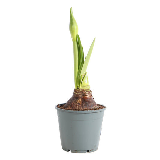 Amaryllis : 2 Boutons Pot D14 X H25cm