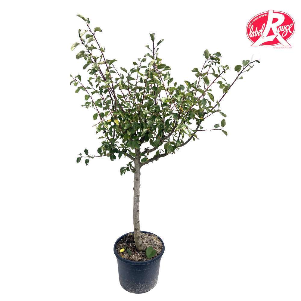 Prunier Quetsche D'Alsace, Label Rouge : Pot 12L