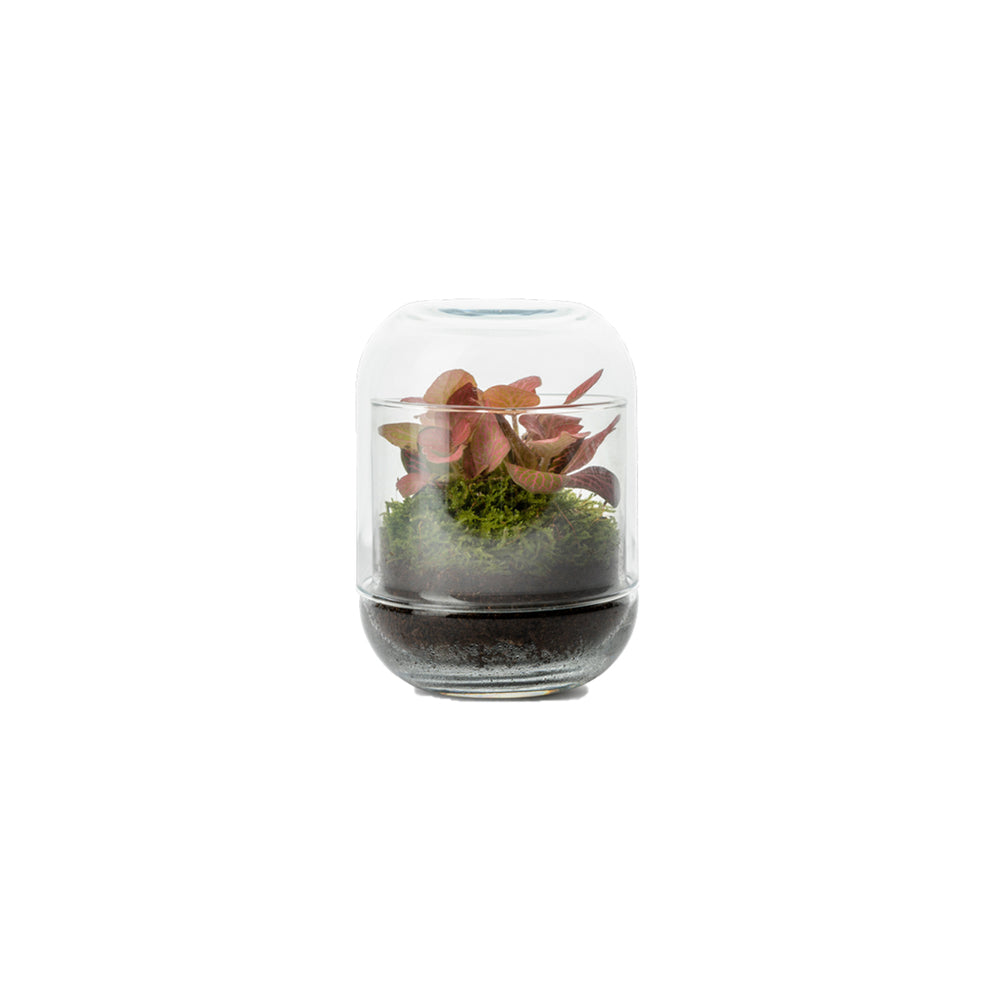 Capsule Fitto