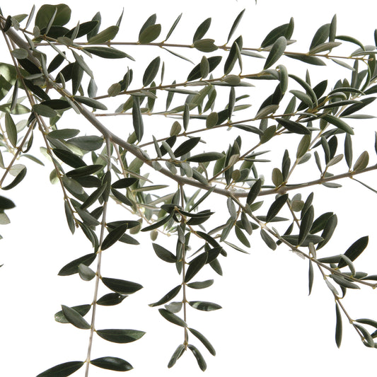 Olivier, Olea Europeae, Tronc Lisse : Pot De 230 L - H. 60/80 Cm