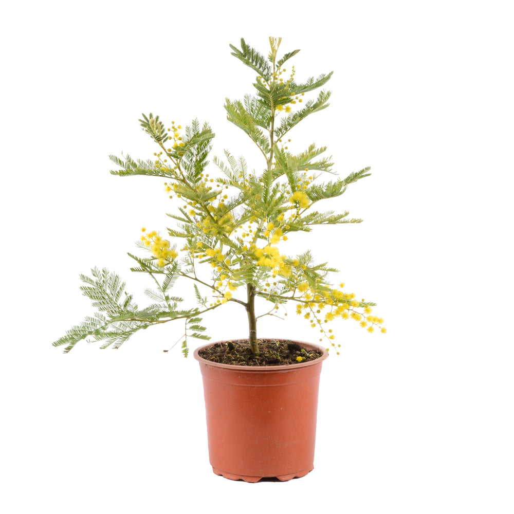 Acacia 'Le Gaulois' En Touffe : Marcotte, Pot D15cm