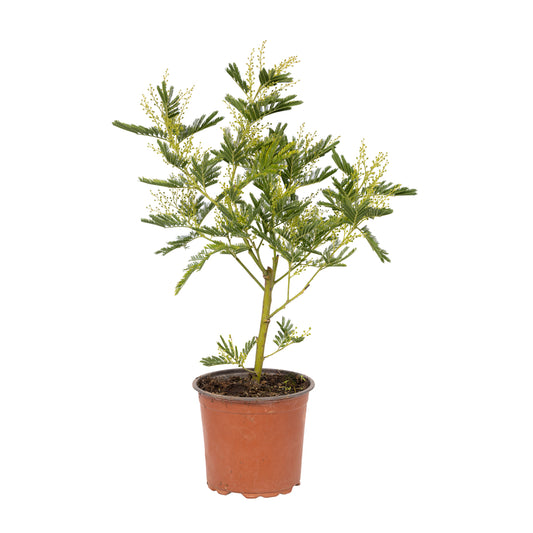 Acacia 'Le Gaulois' En Touffe : Marcotte, Pot D15cm