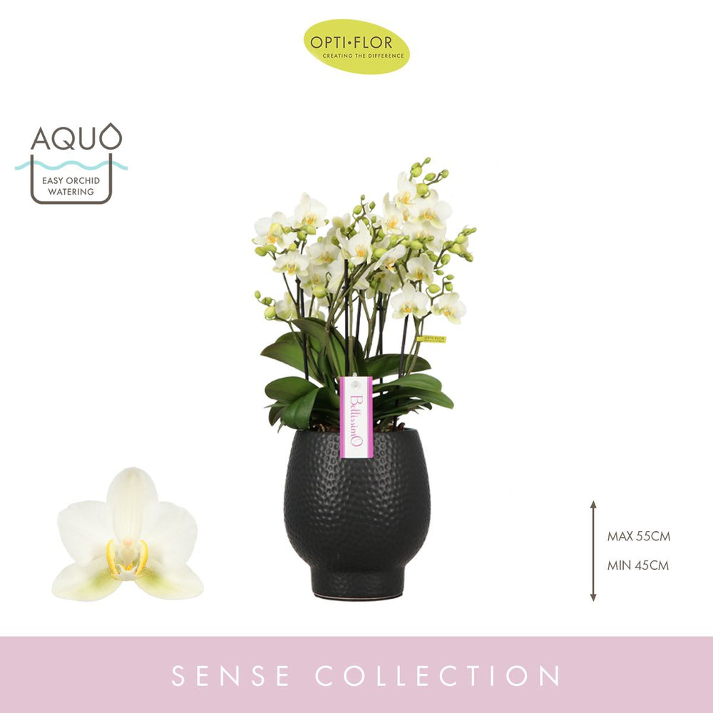 Orchidée Phalaenopsis 'Bellissimo Bella' H50cm En Coupe Noire D15cm