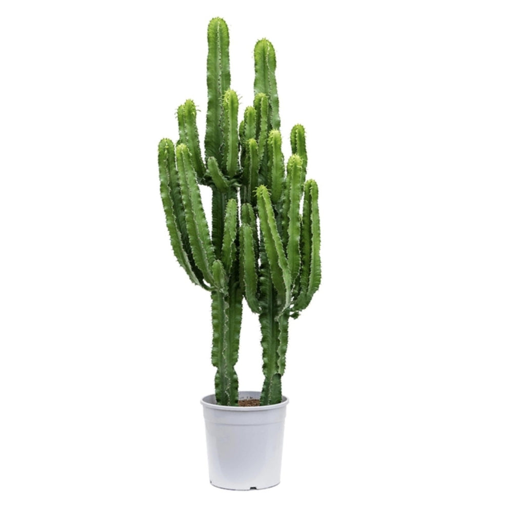 Euphorbia Erytréa : 2 Pieds - Pot De D.27cm - H.140cm