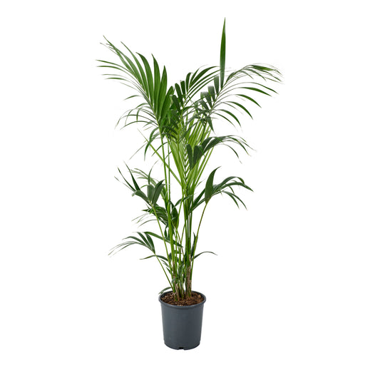 Kentia : Pot De 5 Pieds - D.24 Cm - H.140 Cm