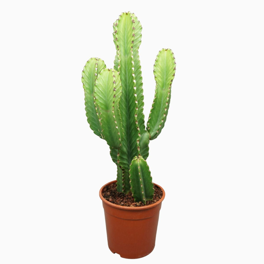 Euphorbia Ingens -Pot D24 Cm - H 80 Cm