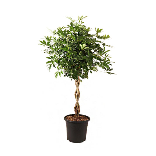 Schefflera 'Compacta' Tressée : Pot D. 32 Cm - H. 140 Cm