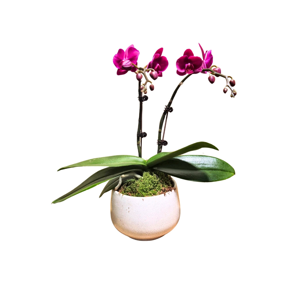 Orchidée Phalaenopsis Fuschia 2/3 Tiges : Pot D.13cm