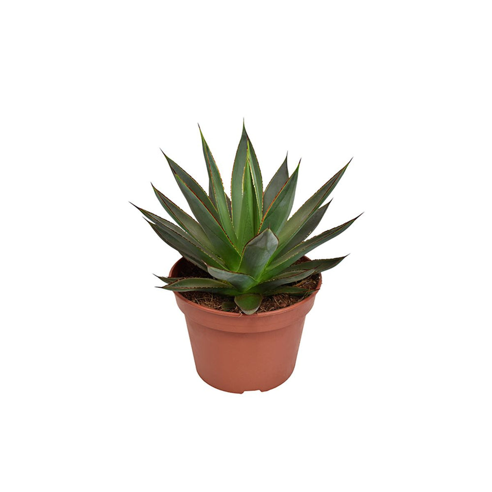 Agave 'Shaka Zulu' - Pot De D.15cm/H.20cm