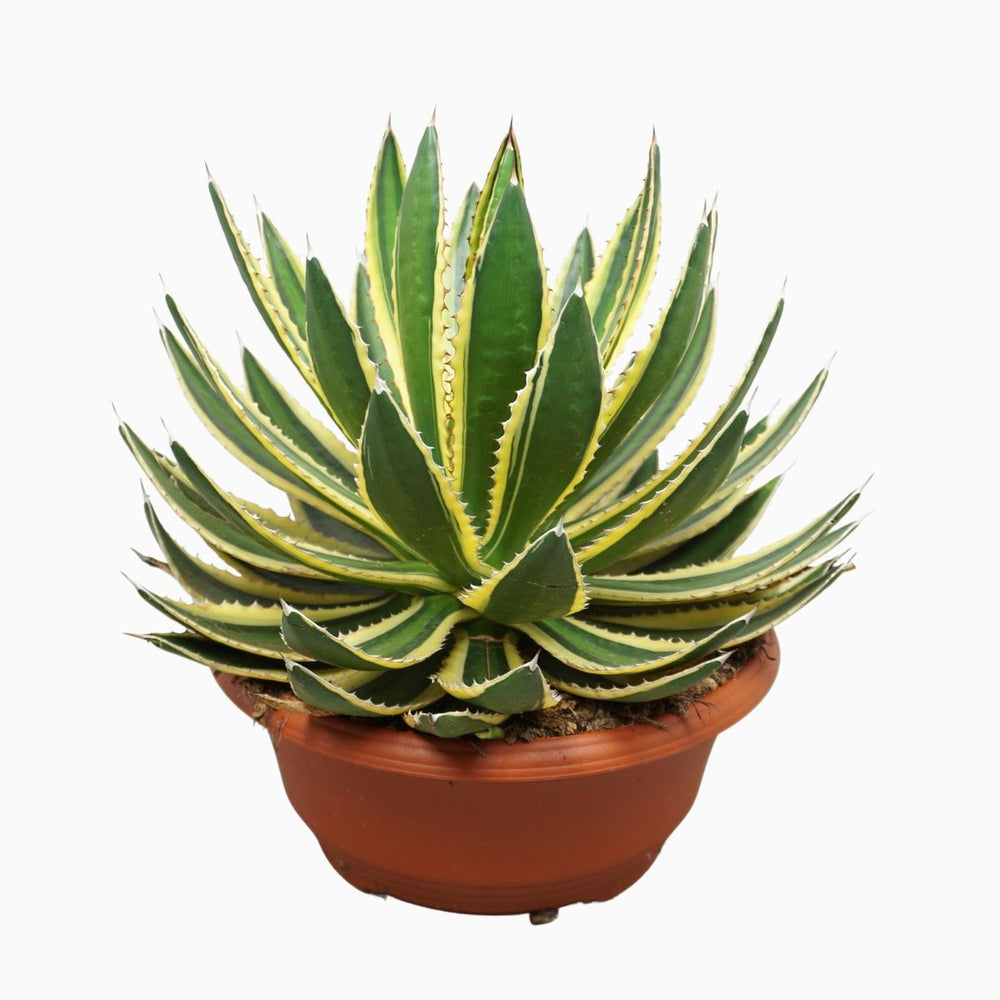 Agave Lophantha 'Quadricolor' : Coupe D.30cm/H.35cm