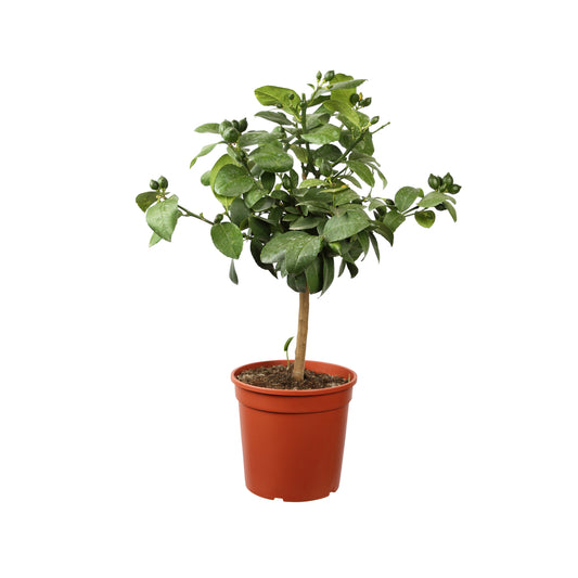 Citronnier, 1/4 Tige - Pot 4/5L