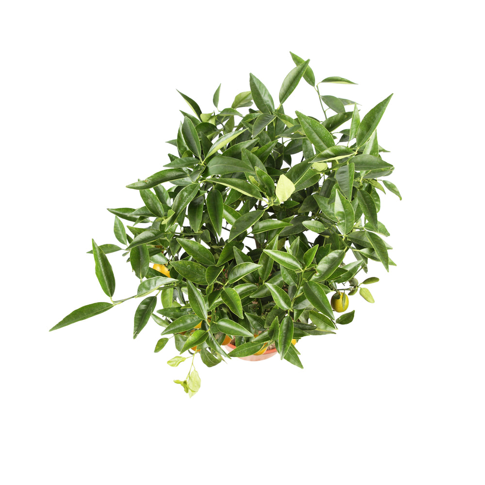 Kumquat, 1/4 Tige - Pot 4/5L
