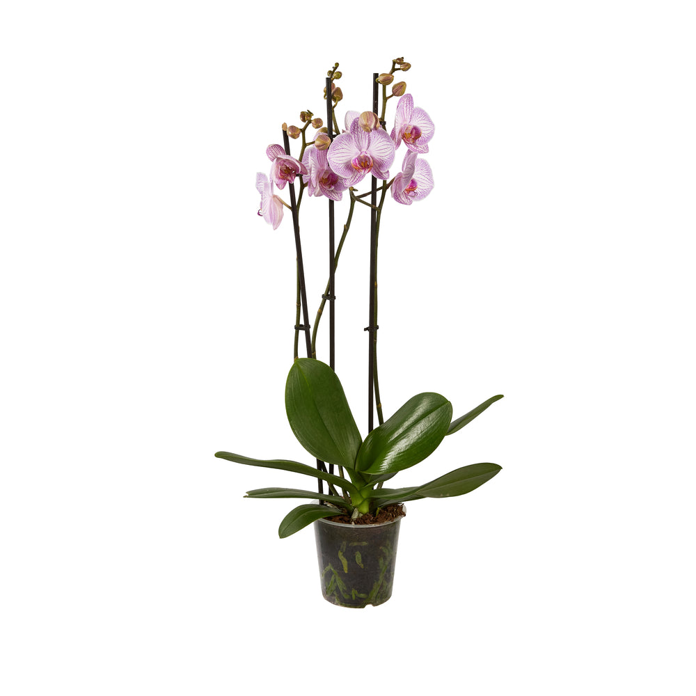 Orchidée Phalaenopsis Mix 3 Tiges : Pot De D.12cm - H.55/65cm
