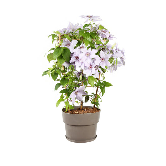Clematite Evison, Coloris Variables : Pot De 5L