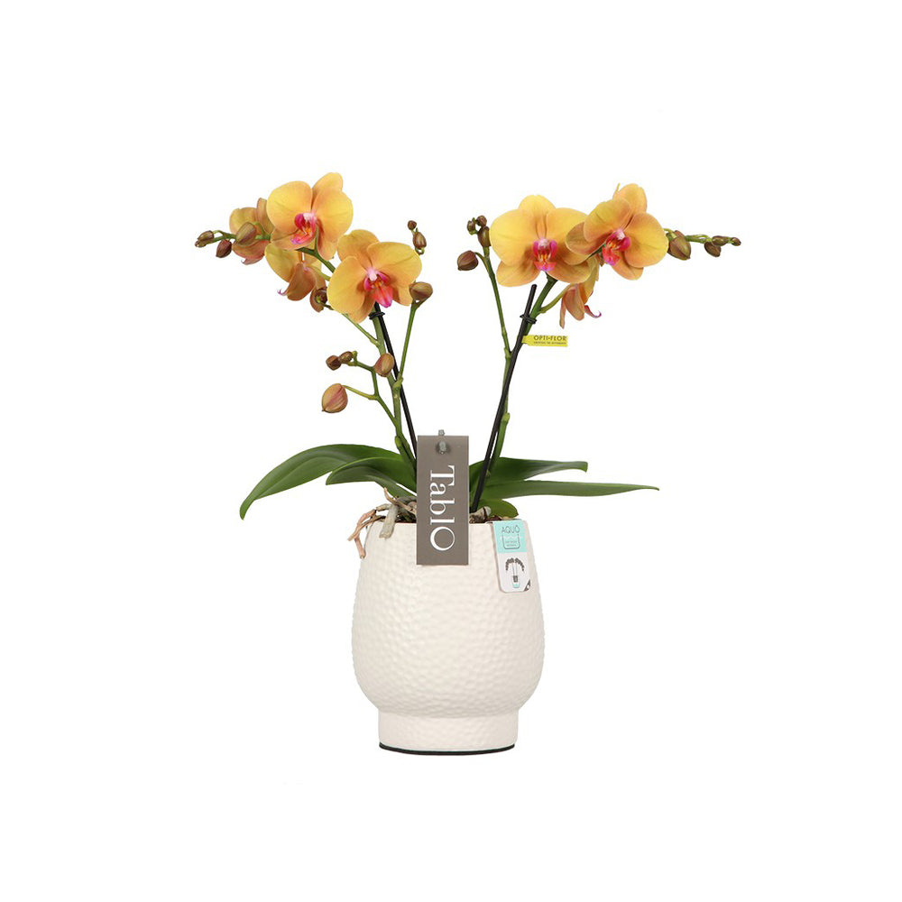 Orchidée, Phalaeonopsis 'Tablo' 2 Tiges : Pot Blanc D.12cm