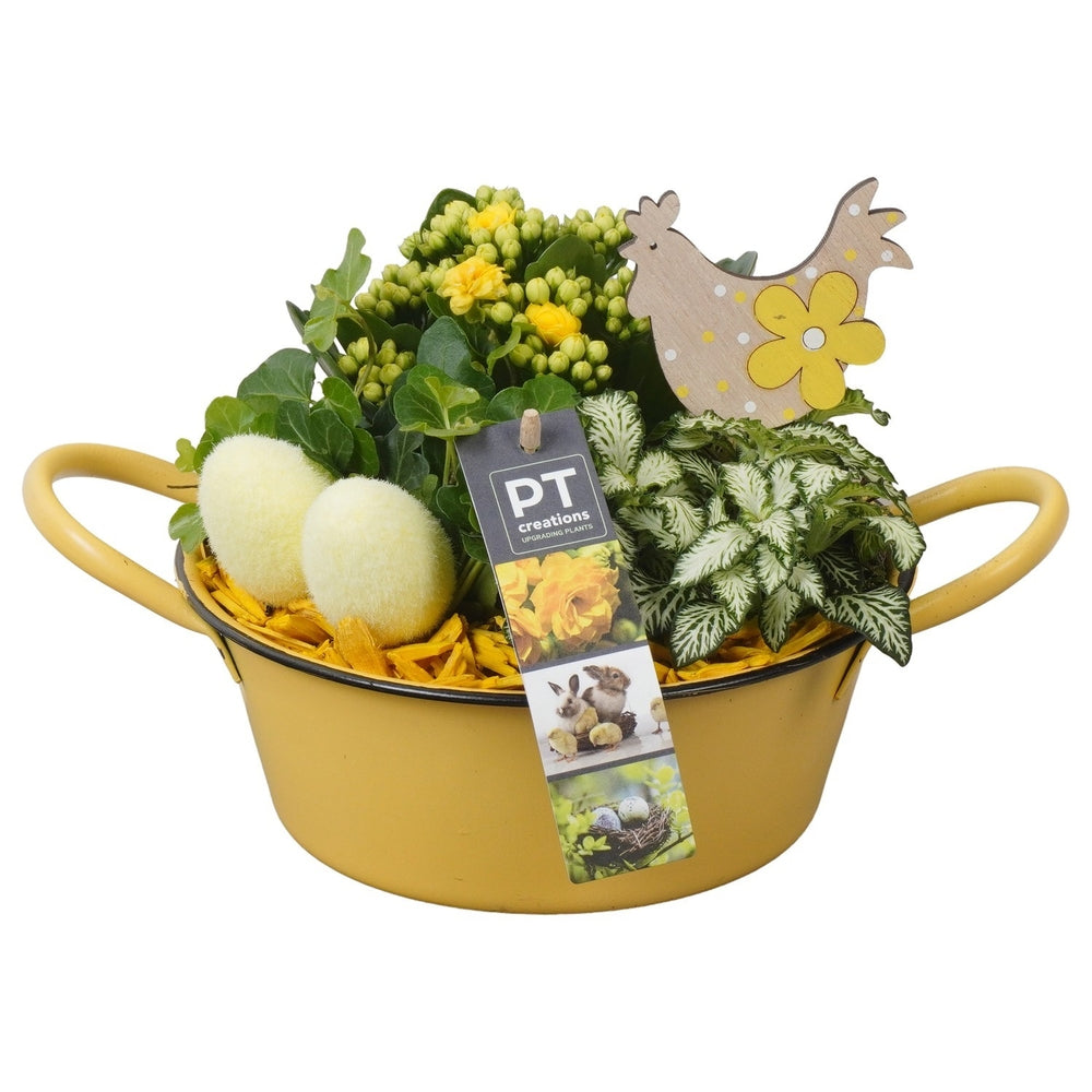 Composition Plantes Vertes Fleuries, Déco Pâques : Pot D.19cm