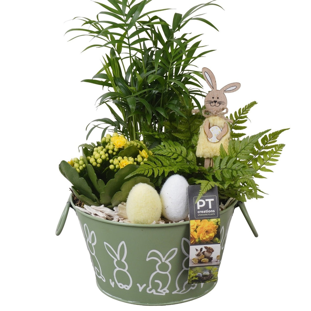 Composition Plantes Vertes Fleuries, Déco Pâques : Pot D.18cm