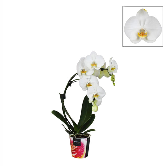 Phalaenopsis 'Boemerang' Hauteur 50 Cm, Coloris Variables - Pot D.12cm