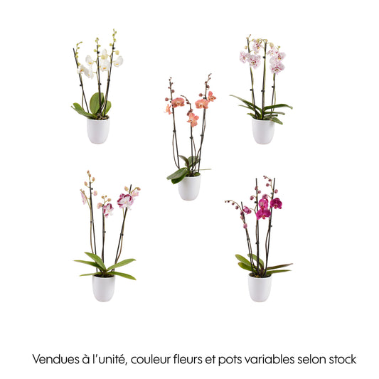 Phalaenopsis Rose/blanc, Coloris Variés H.65cm, 3 Tiges - Coupe D.13cm