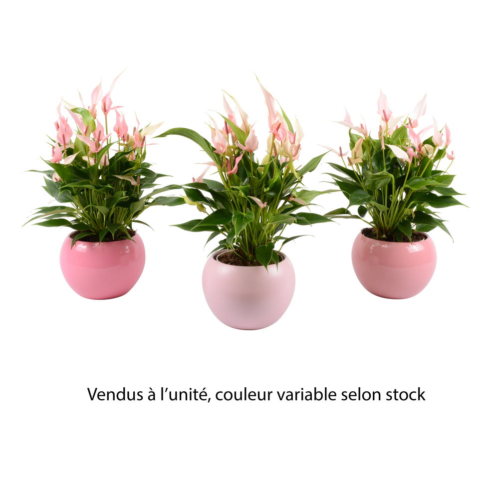 Anthurium 'Lilli Rose' : Pot D.18cm