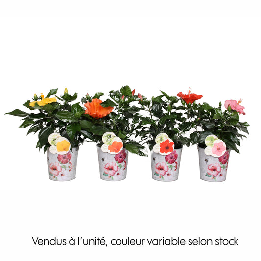 Hibiscus 'Fiori Grande', Coloris Variable : Pot En Zinc D.14cm