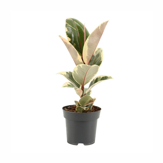 Ficus Elastica : Pot D.14cm