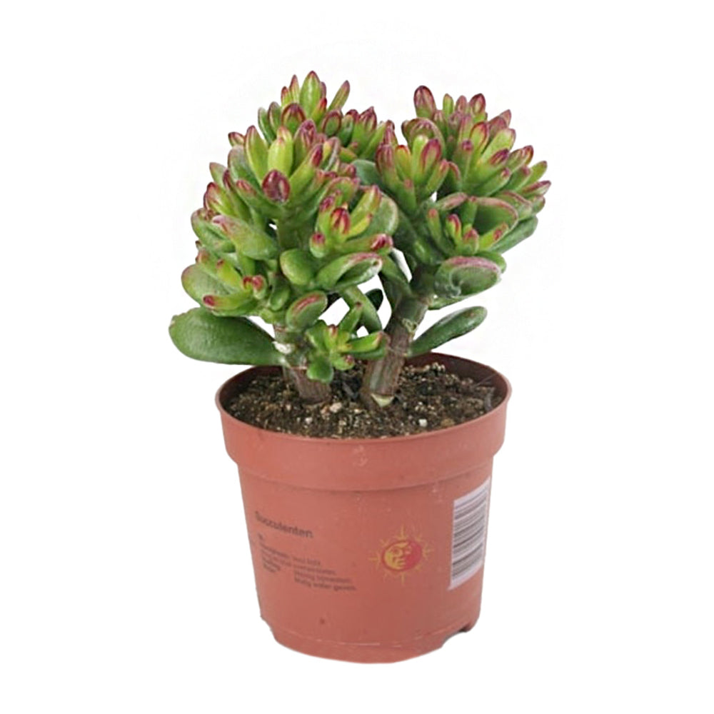 Crassula Hobbit : Pot D.12cm