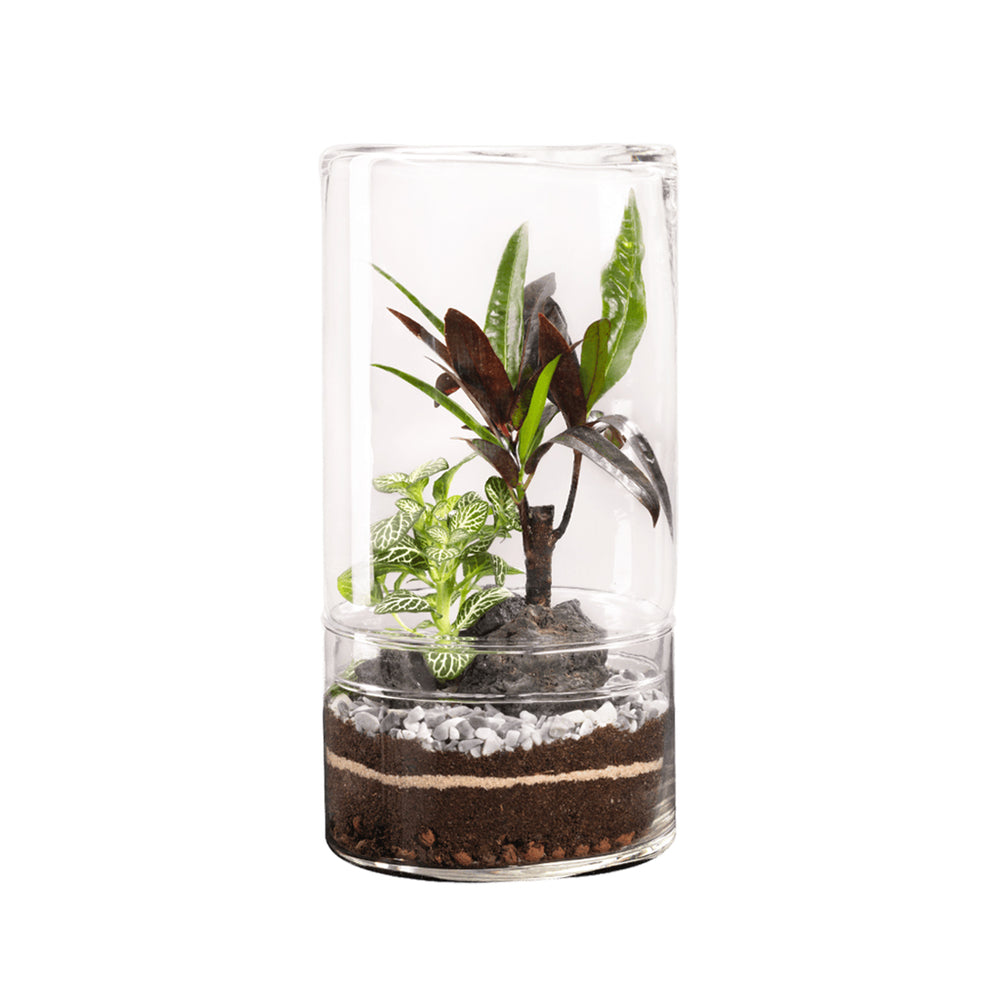 Terrarium Végétal D'intérieur, Green Tower Taille L : Mix D.15cm