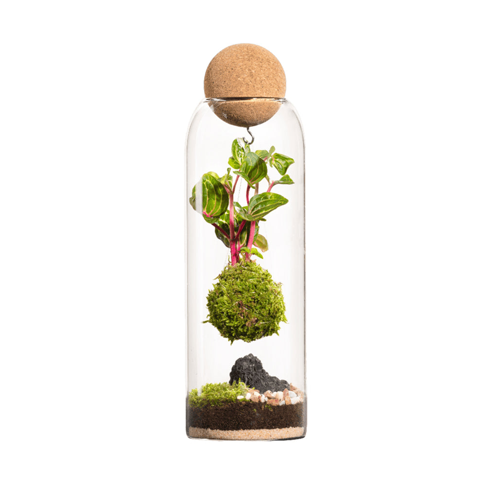 Terrarium Végétal D'intérieur, Niwa Taille L : Kokedama D.8 H.29cm