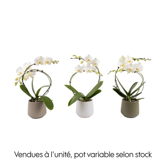 Orchidée, Phalaenopsis : Pot 'floris' D.14cm