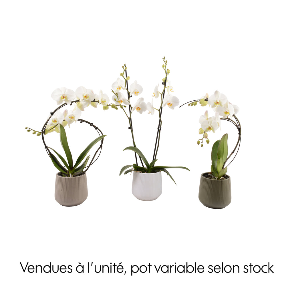 Orchidée, Phalaenopsis : Pot 'floris' D.14cm
