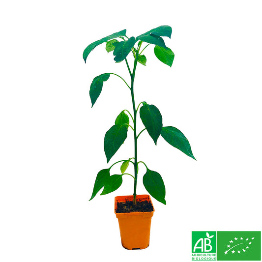 Plant De Piment 'Basque Gorria' F1 Bio : Pot De 0,5 Litre