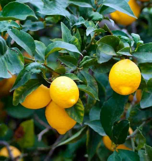 Citrus Limon (citronnier) Pot De 5 Litres - 100/120 Cm